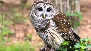 Barred Owl Calls [upl. by Bakeman]