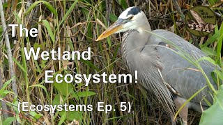 Ecosystems Episode 5 The Wetland Ecosystem 4K [upl. by Fahey766]