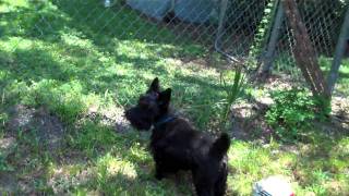 Rocky the Scottish Terrier barking [upl. by Mcilroy]