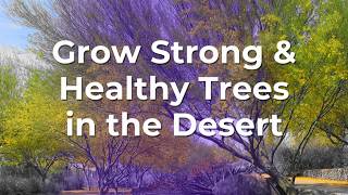 Grow Strong amp Healthy Trees in the Desert [upl. by Amikahs2]