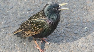 Starling birds variety of calls and sounds [upl. by Anrev]