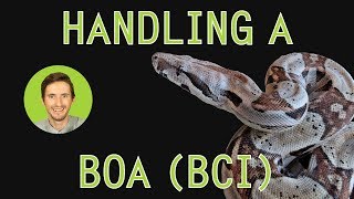 How to Handle a Boa [upl. by Mat]