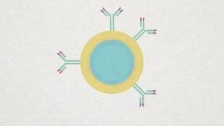 Bcell Plasma and Memory cell Animation [upl. by Enomed]