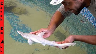 CATCHING a Pet BABY SHARK for Home AQUARIUM [upl. by Ackley510]