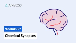 Chemical Synapses Neuronal Signal Transmission [upl. by Newlin]