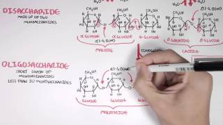 Biochemistry of Carbohydrates [upl. by Gherardo930]