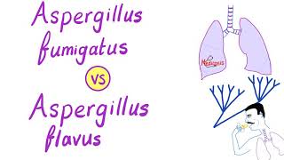 Aspergillus fumigatus VS Aspergillus flavus  Microbiology [upl. by Mccready]