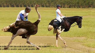 10 Most Unusual Sports From Around The World [upl. by Wordoow]