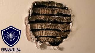 Yellow Jacket Nest in Wall Treatment [upl. by Eidnar167]