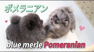 ♥Tiny Micro Teacup blue Pomeranian Puppy♥ [upl. by Eignav]