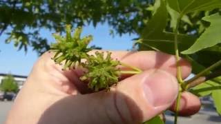 Sweetgum Liquidambar styraciflua [upl. by Hannavahs48]