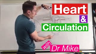 Heart Circulation  Cardiology [upl. by Buna]