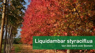 Liquidambar styraciflua  Amberboom  Van den Berk over Bomen [upl. by Rossi]