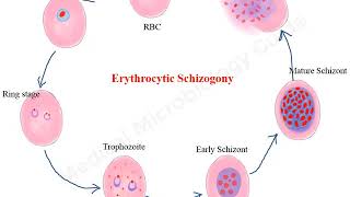 Plasmodium falciparum life cycle animation [upl. by Jarl]