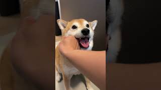 Shiba Gets Tased By Owner [upl. by Luapleahcim]