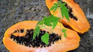 How To Grow Papaya From Seeds  STEP by STEP [upl. by Eustatius]