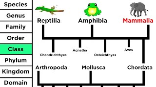 Phylogeny and the Tree of Life [upl. by Adev]