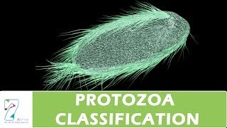 PROTOZOA CLASSIFICATION [upl. by Gladwin]