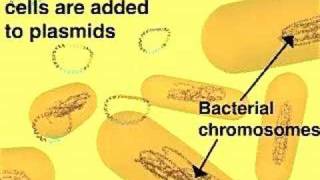 Cloning in a Plasmid Vector [upl. by Battat349]