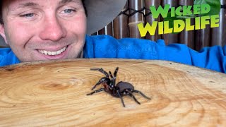 Worlds Most Venomous Spider The Sydney FunnelWeb [upl. by Onez]