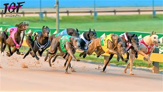 Australian champion Greyhound race [upl. by Etteniotnna803]