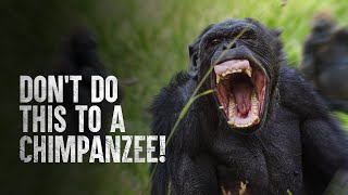 How to Survive a Chimpanzee Attack [upl. by Messab]