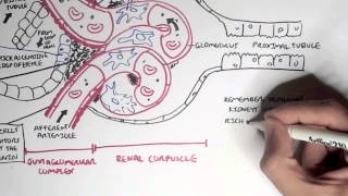 Nephrology  Kidney Physiology Overview [upl. by Acsehcnarf]