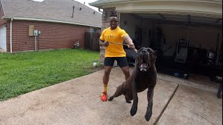 Massive Intense 1 Yr Old Cane Corso Lunges At Careless Breeder  Manstopper House Visit [upl. by Chuu456]