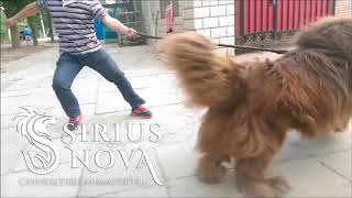 Giant Tibetan Mastiff in China [upl. by Aliber131]