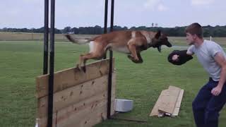 Belgian Malinois In Action [upl. by Fauman]