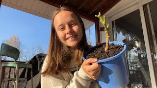 Overwintering pepper plants [upl. by Etnod]