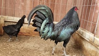 Black Mug Gamefowl Gallos Finos [upl. by Ennaimaj]