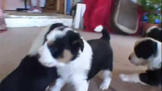 Border Collie Puppies [upl. by Dru]