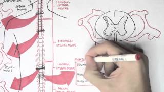 Neurology  Spinal Cord Introduction [upl. by Hnamik558]