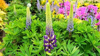 Lupinus Mini Gallery™Blue Bicolor Dwarf Lupin  COMPACT EARLY BLOOMING with BLUE amp White Flowers [upl. by Adyan]