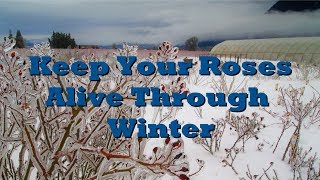 How to Prepare Roses for Winter [upl. by Lucrece11]