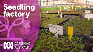 Lockdown seedling production in the plant plant  Discovery  Gardening Australia [upl. by Vilhelmina]