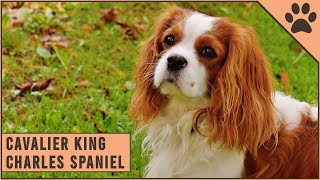 Cavalier King Charles Spaniel  Dog Breed Information [upl. by Benedict]