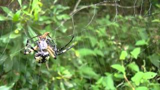 Garden Spiders Attacking Prey Compilation 2 [upl. by Gravante]