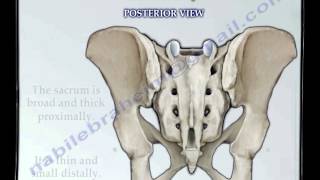 Sacrum amp Coccyx anatomy  Everything You Need To Know  Dr Nabil Ebraheim [upl. by Aicemed]