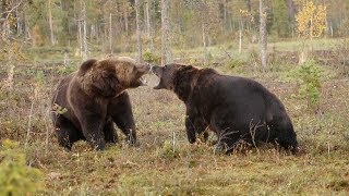 Intense Scrap Between Two Brown Bears [upl. by Ahsenad]