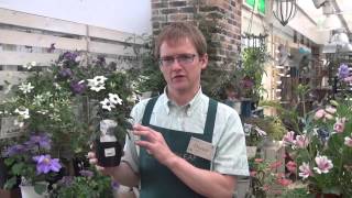 How to Grow and Care for Heliotrope [upl. by Akeim81]