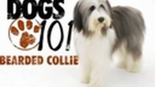 Dogs 101  Bearded Collie [upl. by Fairman]