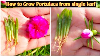 How to grow Portulaca grandiflora from single leafHow to grow portulacaMoss rose [upl. by Shulamith374]