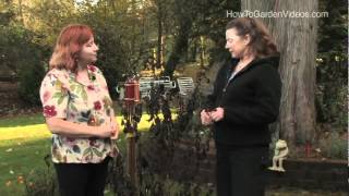 Heliotrope Growing Tips and Winter Care [upl. by Tuddor]