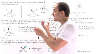 Introduction to Amino Acids [upl. by Anilemrac]