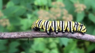 Life Cycle of the Monarch Butterfly [upl. by Nelda]