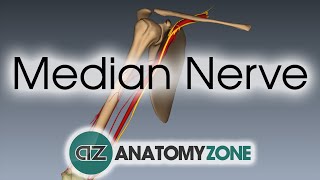 Median Nerve  3D Anatomy Tutorial [upl. by Yvor]