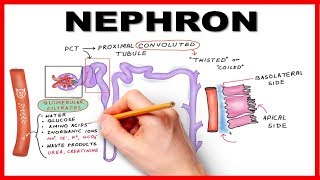 Nephron Function Simplified Hand drawn Animation [upl. by Nosiram]