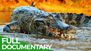 Wildlife  Episode 2 Crocodiles Alligators Caimans amp Gharials  Free Documentary Nature [upl. by Natek]